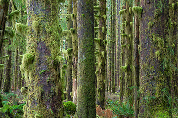 Image showing Cedar Trees Deep Forest Green Moss Covered Growth Hoh Rainforest