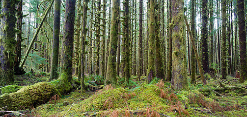 Image showing Cedar Trees Deep Forest Green Moss Covered Growth Hoh Rainforest