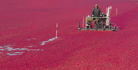 Image showing Cranberry Farmer