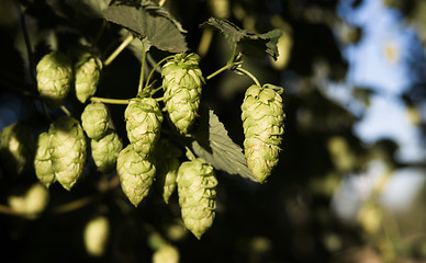 Image showing Hops Plants Buds Growing in Farmer's Field Oregon Agriculture