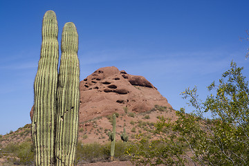 Image showing Arizona Desert Landscape Red Rocks with Cactus