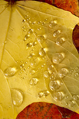 Image showing Clear Dew Water Precipitation Droplets Drops Laying Autumn Leave