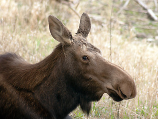 Image showing Big Cow Moose Northern Alaska Wild Animal Wildlife Portrait