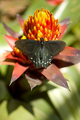 Image showing Pipevine Swallowtail