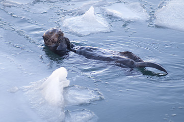 Image showing Alaskan Sea Otter Cracks Seashells Floating Animal Wildlife Fish