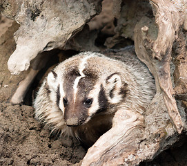 Image showing North American Short Legged Badger Emerging from Safety of Burro