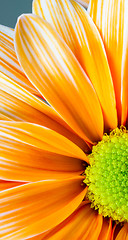 Image showing Dyed Daisy Flower White Orange Petals Green Carpels Close up