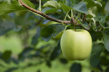 Image showing Green Apple Granny Smith Fresh Food Fruit Produce Orchard Agricu