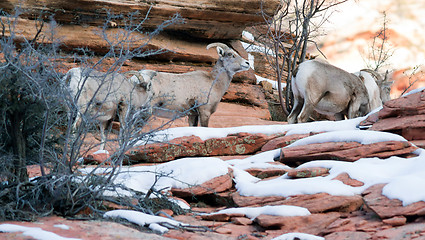 Image showing Wild Animal Alpine Mountain Goat Band Searching Food High Forest