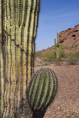 Image showing Arizona Desert Landscape Red Rocks with Cactus