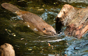 Image showing North American Beaver Castor Canadensis Wild Animal Swimming Dam