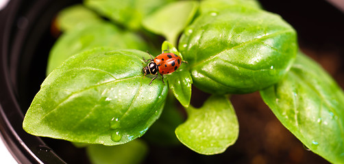 Image showing New Start PLant Sweet Basil Herb Leaf Ladybug Insect