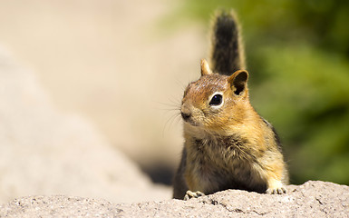 Image showing Wild Animal Chipmunk Stands on Rock Viewing Outdoor Landscape