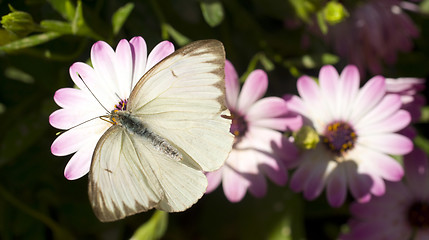 Image showing Butterfly Moth