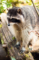 Image showing Wild Animal Raccoon Foraging Fallen Logs Nature Wildlife Coon Om