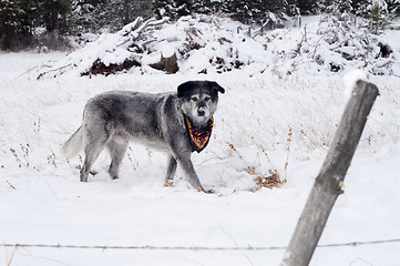 Image showing Large Wolfhound Labrador Mix Dog Standing Over Animal Under Snow