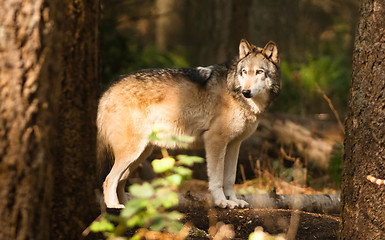 Image showing North American Timberwolf Wild Animal Wolf Canine Predetor Alpha