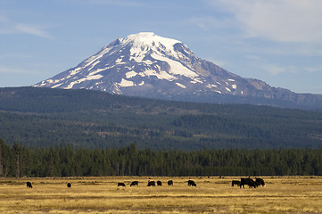 Image showing Grazing Cattle Ranch Countryside Mount Adams Mountain Farmland L