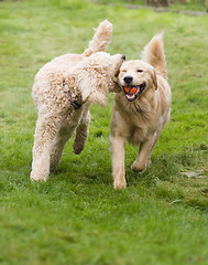 Image showing Happy Golden Retreiver Dog with Poodle Playing Fetch Dogs Pets