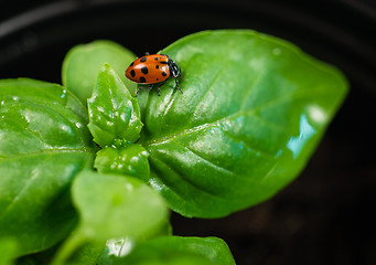 Image showing New Start PLant Sweet Basil Herb Leaf Ladybug Insect