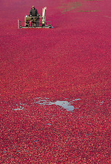 Image showing Cranberry Bog