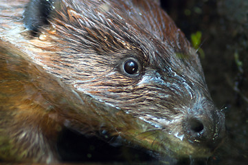 Image showing Extreme Animal Close Up Beaver Head Nocturnal Semi Aquatic Roden