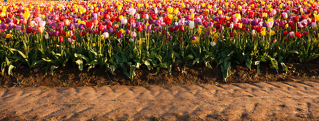 Image showing Neat Rows Tulips Colorful Flowers Farmer's Bulb Farm Tractor Pat