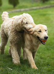 Image showing Happy Golden Retreiver Dog with Poodle Playing Fetch Dogs Pets