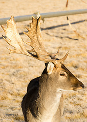 Image showing Beautiful Engaged Wildlife Young Male Buck Deer Antlers Horns