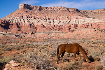 Image showing Domestic Animal Livestock Horse Grazes Desert Southwest Canyon L