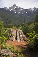 Image showing Overlook at Cut Tree Stump North Cascade Mountains Washington