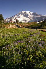 Image showing Late Summer Wildflowers Mt. Rainier National Park Skyline Trail