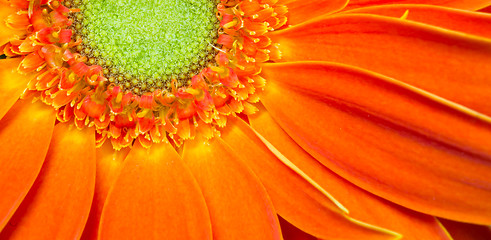 Image showing Gerbera Flower Orange Yellow Petals Green Carpels Close up