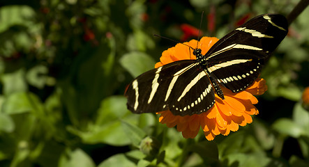 Image showing Zebra Longwing 