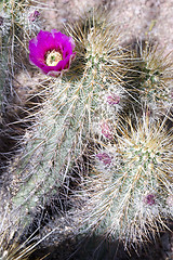 Image showing Pink Bloom on Flowering Cactus Flourishing Desert Southwest