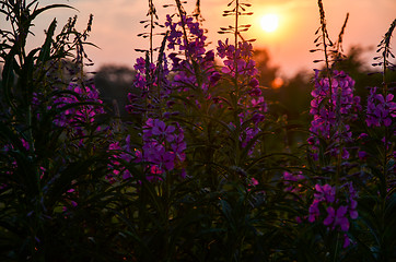 Image showing Close-up of blossom fireweed flowers at sunset