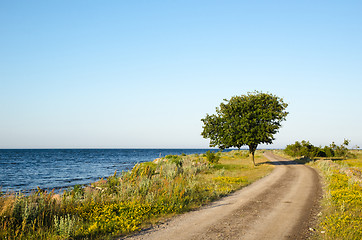 Image showing Winding gravel road with lone tree at the coast