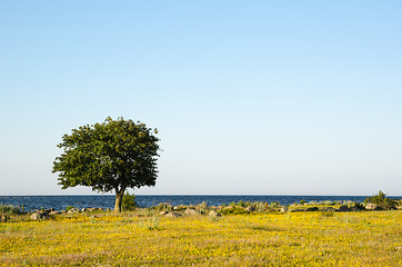 Image showing Lone tree by the coast