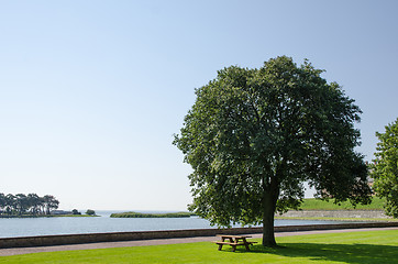 Image showing Park bench by a big tree at seaside