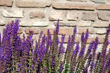 Image showing Blossom salvia flowers close-up