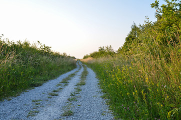 Image showing Gravel road at summer in lush vegetation