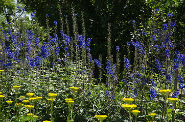 Image showing Colorful garden flowers