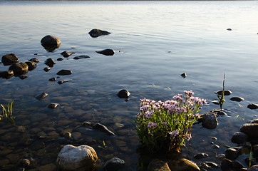 Image showing Sunlit Sea Aster plant by the coast