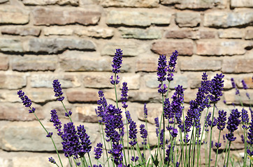 Image showing Close-up of blossom lavender bunch