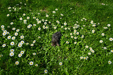 Image showing dead black mole in meadow between daisy flowers 