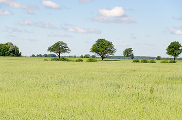 Image showing panoramic view of rye field and tree in horizon 