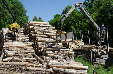 Image showing Man load felled tree logs to trailer transport 