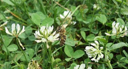 Image showing Bee and clover