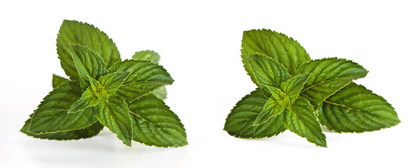 Image showing Mentha (also known as mint)