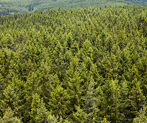 Image showing Coniferous Forest 